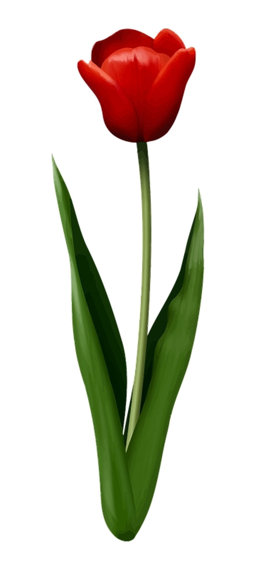 Rote Tulpe