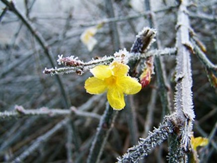 Blume im Winter