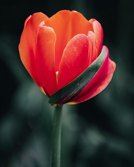 Foto Skyler Ewing / pexels.com